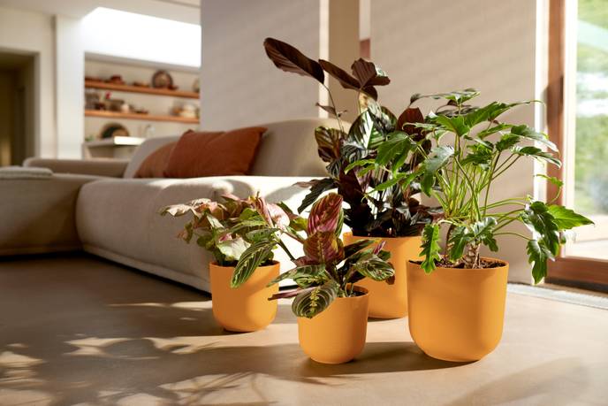 jazz rond 35cm amber geel